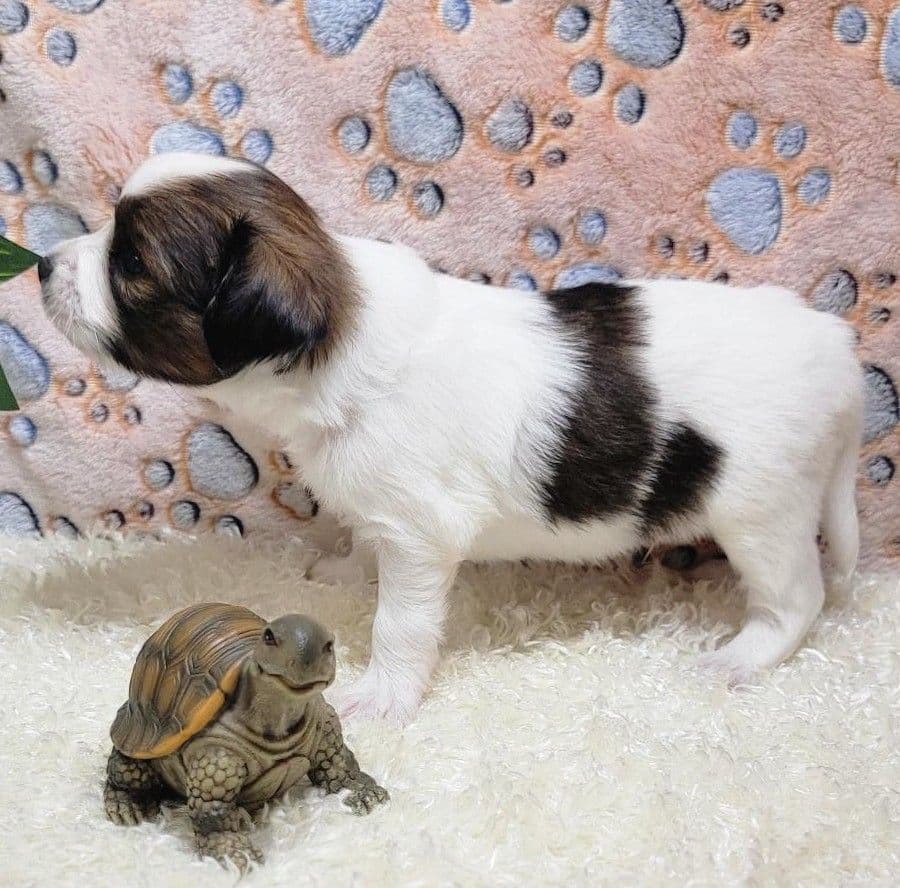 Papillon Puppies breeder image 1
