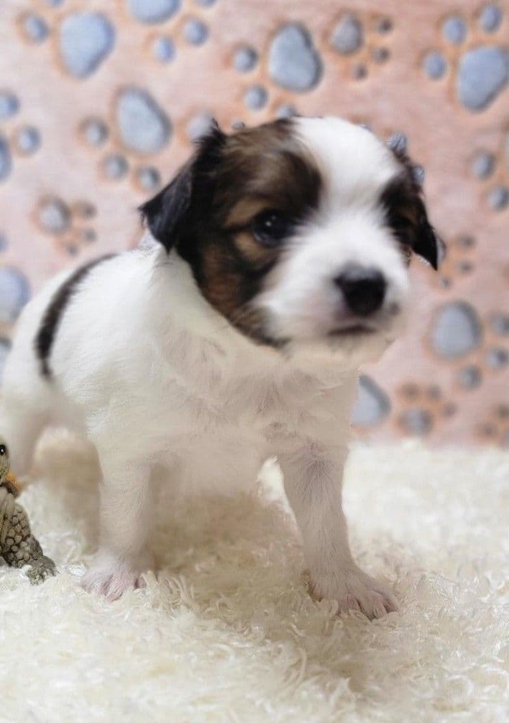 Papillon Puppies breeder image 2