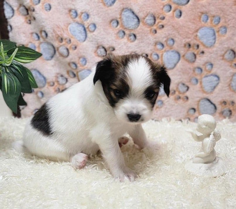 Papillon Puppies breeder image 3