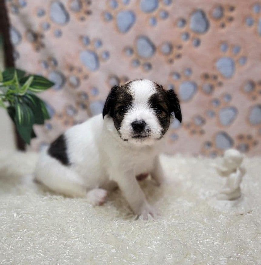 Papillon Puppies breeder image 4