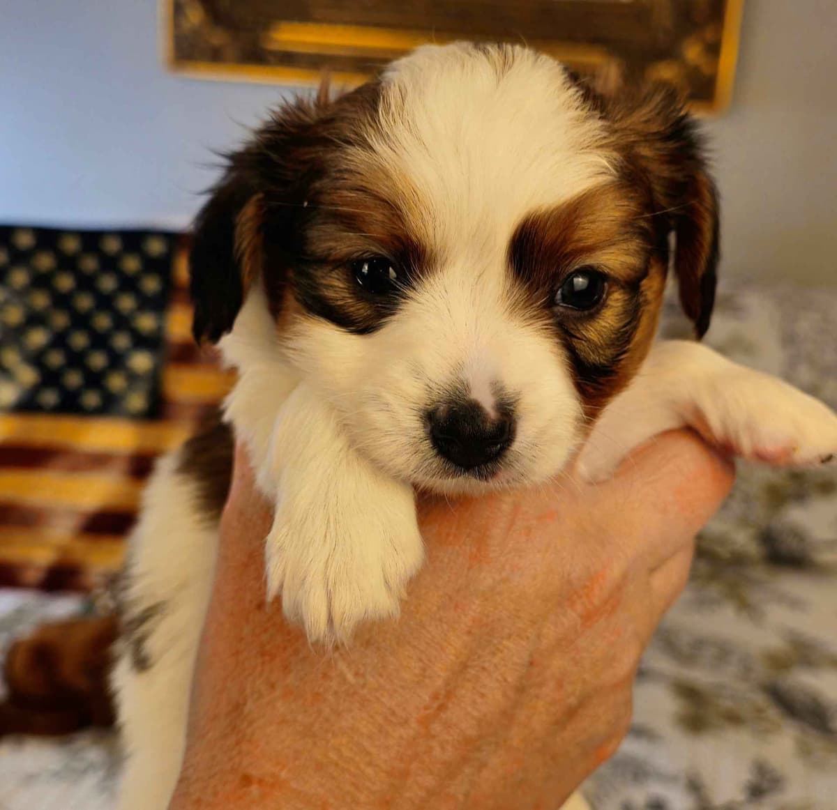 Papillon Puppies breeder image 8