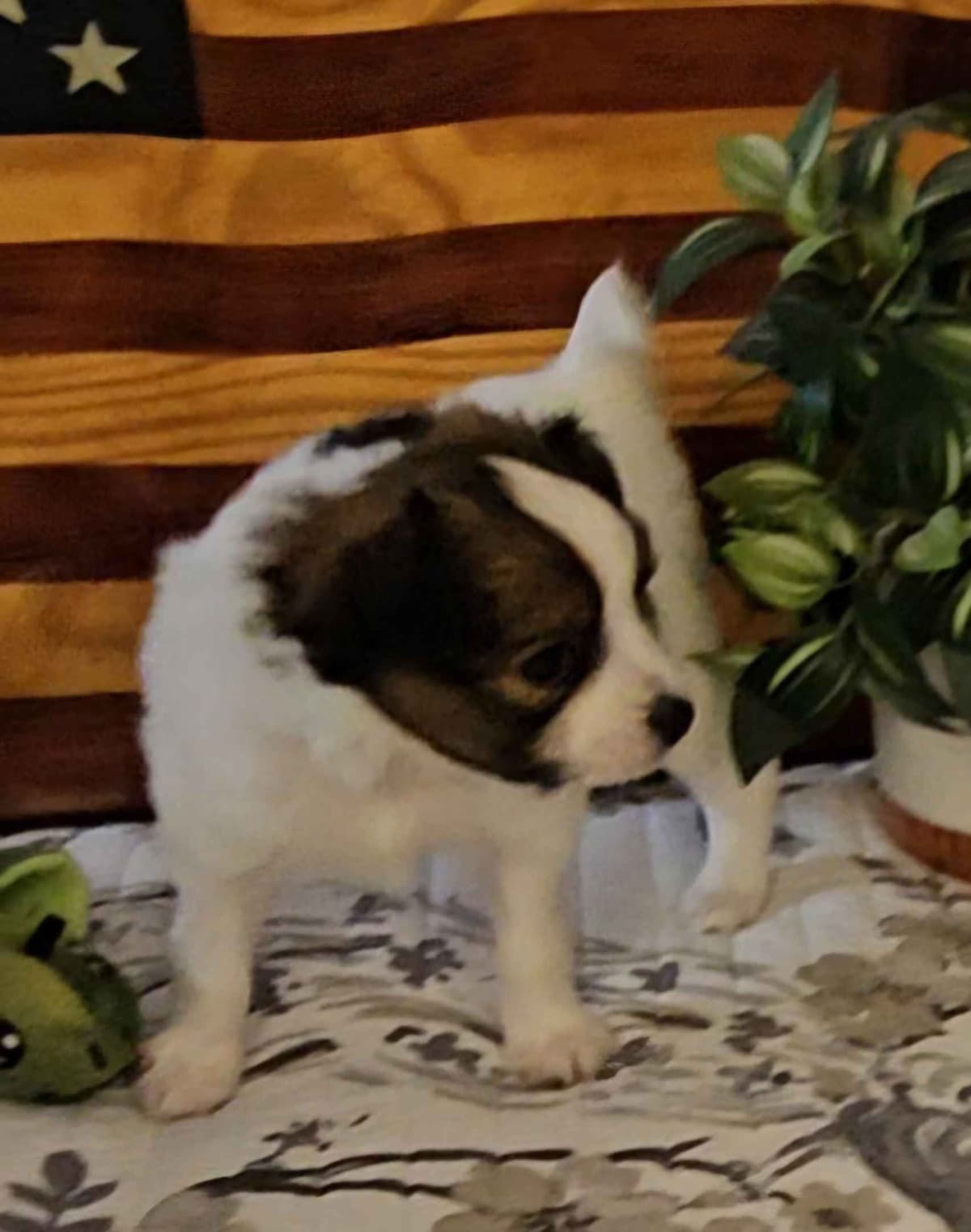 Papillon Puppies breeder image 7
