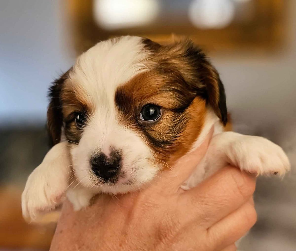Papillon Puppies breeder image 6