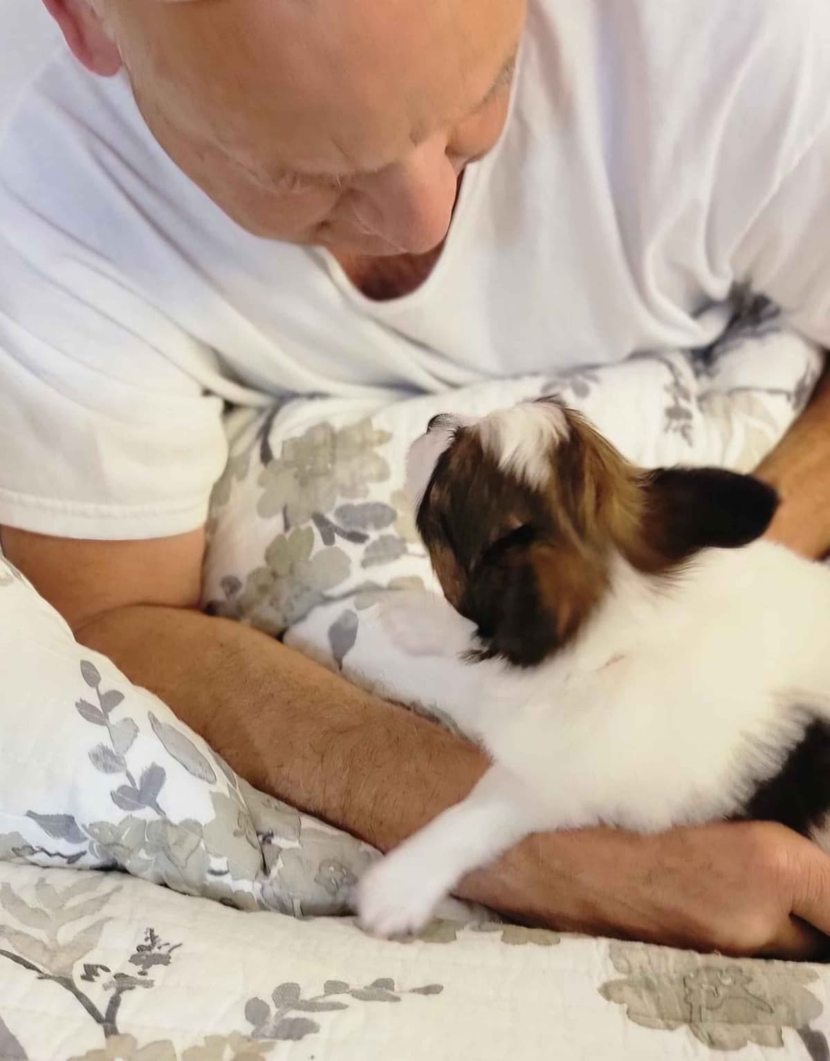 Papillon Puppies breeder image 10