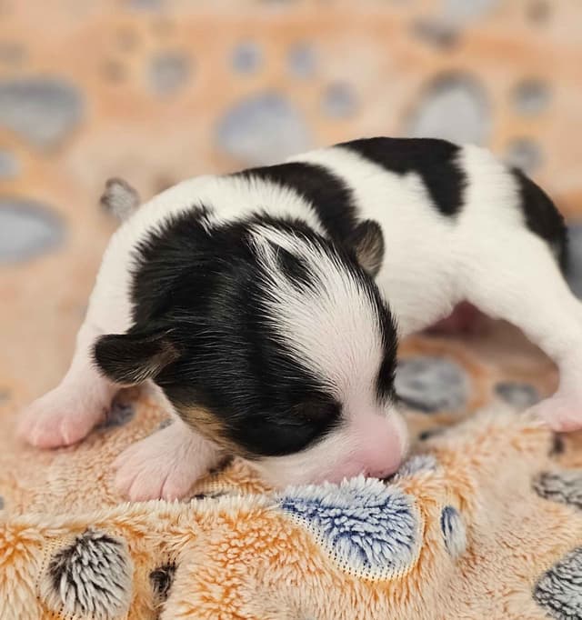 Papillon Puppies media 3
