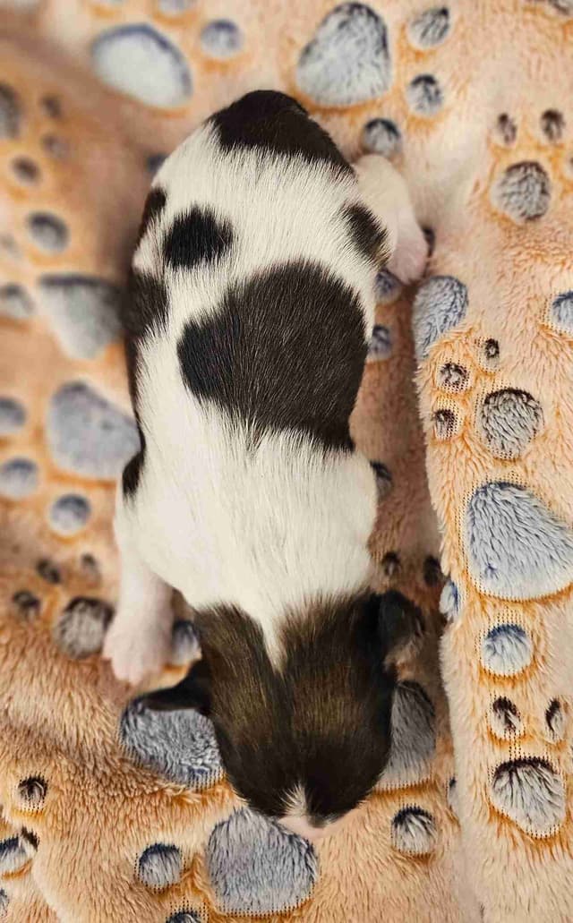 Papillon Puppies media 4