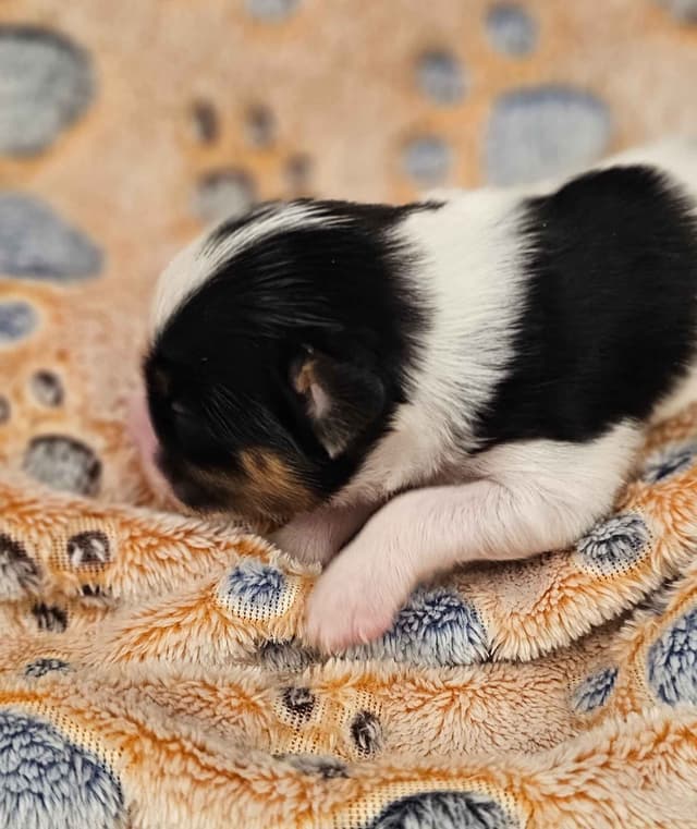 Papillon Puppies media 5
