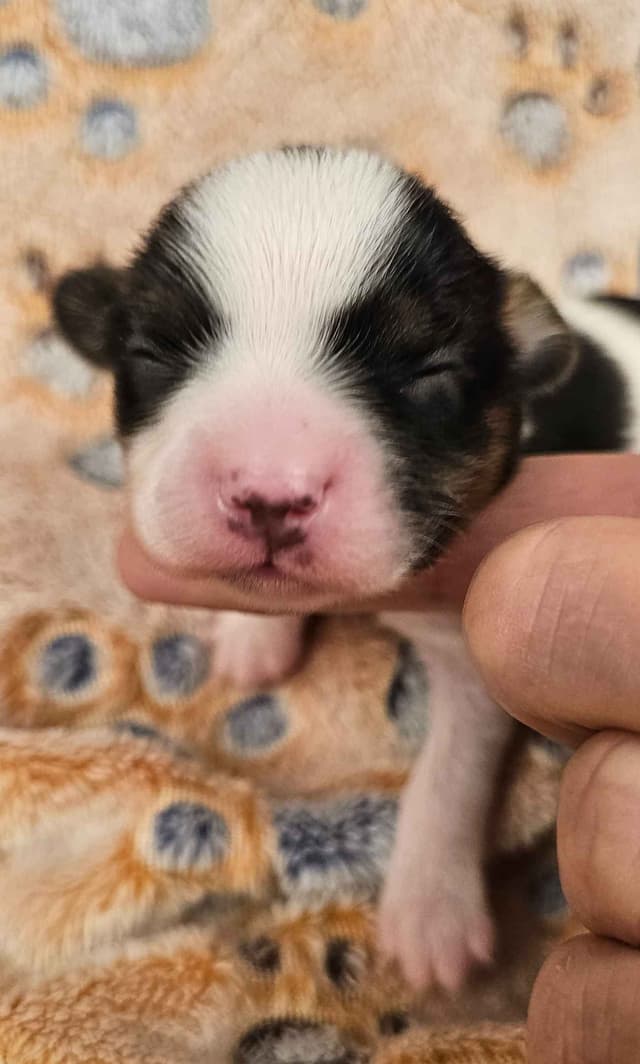 Papillon Puppies media 7