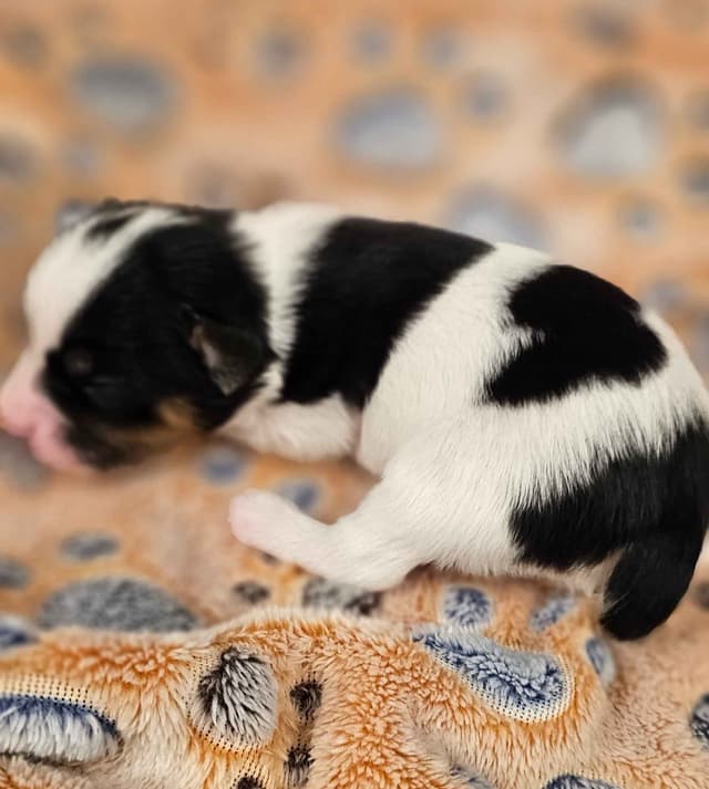 Papillon Puppies media 6