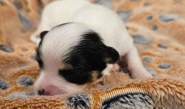 Papillon Puppies media 9