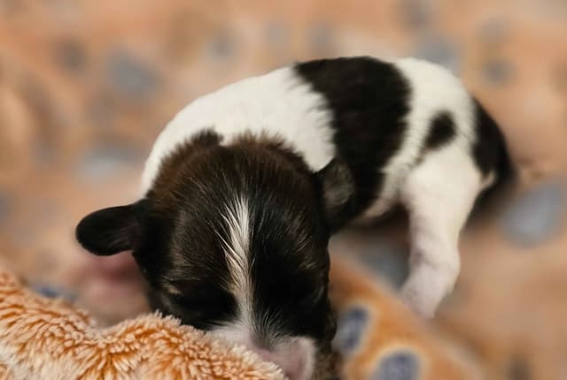 Papillon Puppies media 10