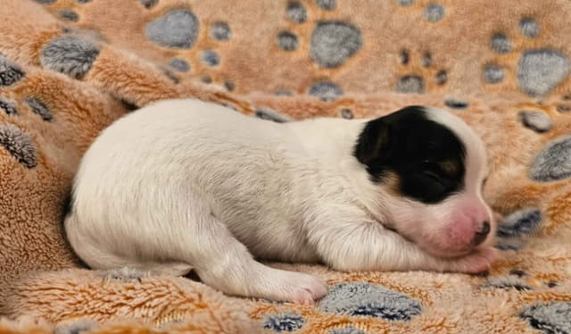 Papillon Puppies media 11
