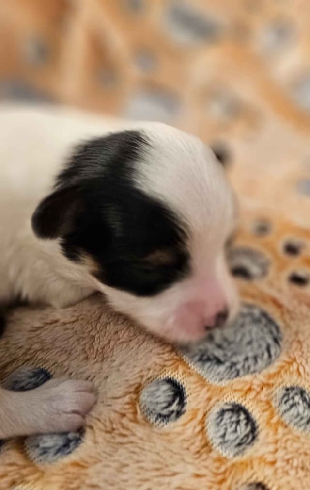 Papillon Puppies media 12