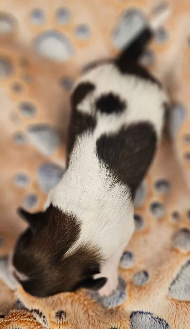 Papillon Puppies media 14