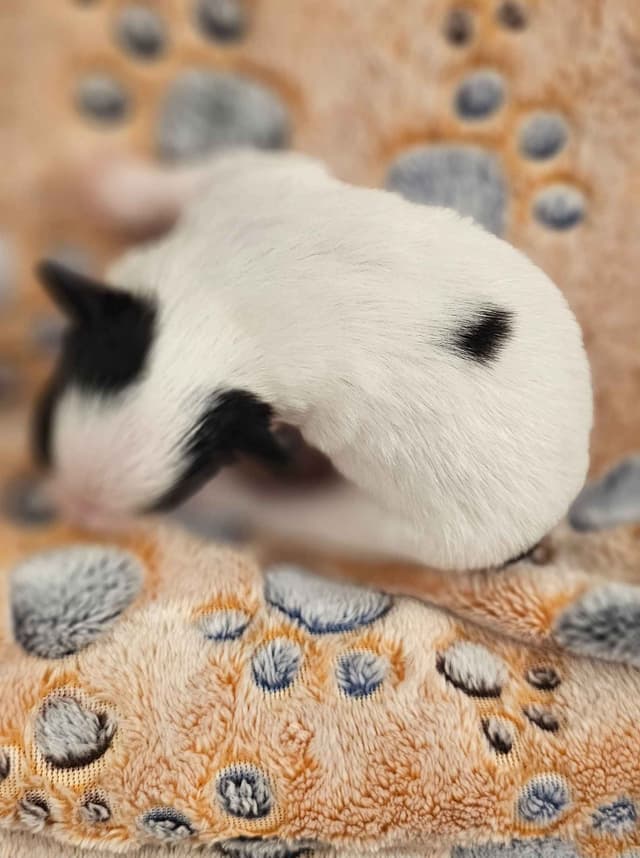 Papillon Puppies media 15