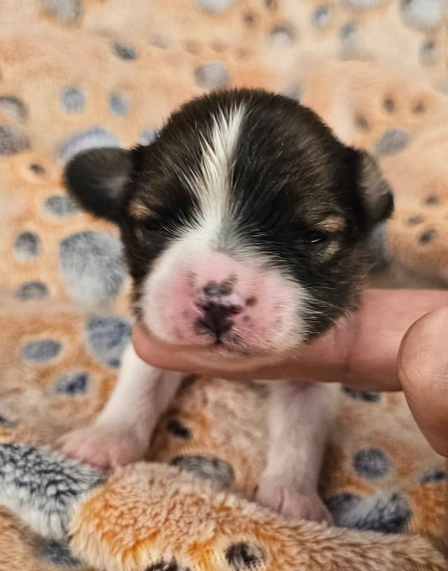 Papillon Puppies media 16