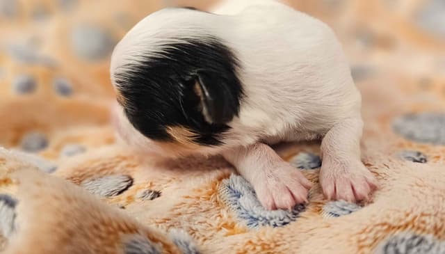 Papillon Puppies media 18