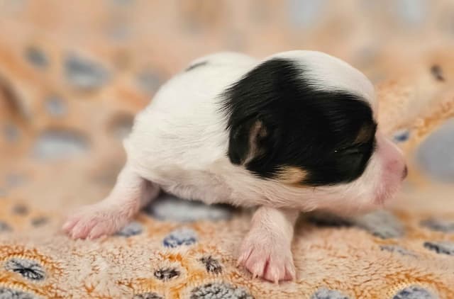 Papillon Puppies media 19