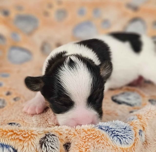 Papillon Puppies media 20