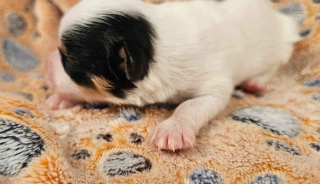 Papillon Puppies media 21