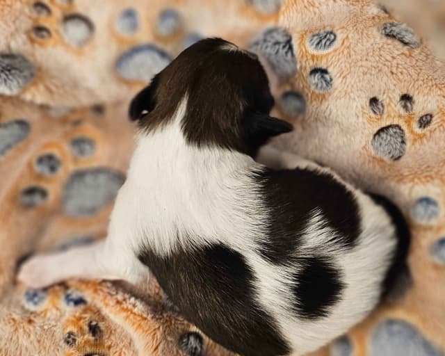 Papillon Puppies media 24