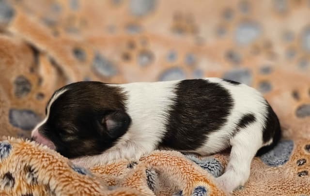 Papillon Puppies media 23