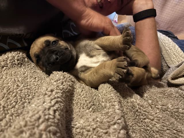 Boerboel Puppies media 3