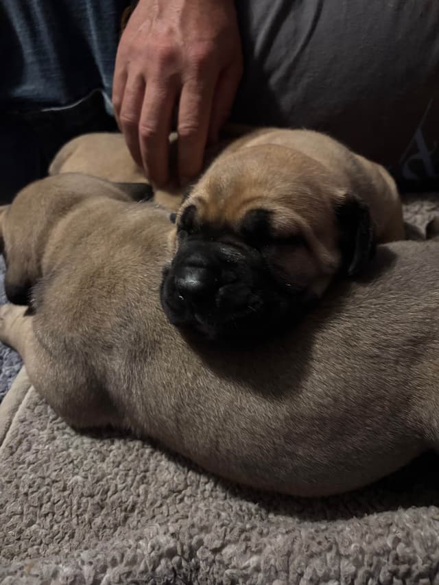 Boerboel Puppies media 5