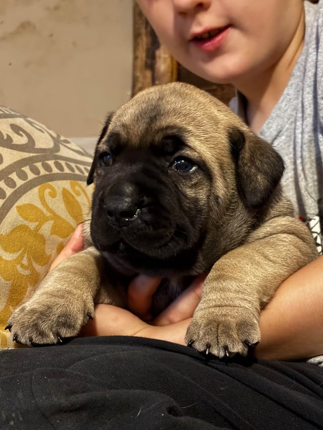 Boerboel Puppies media 6