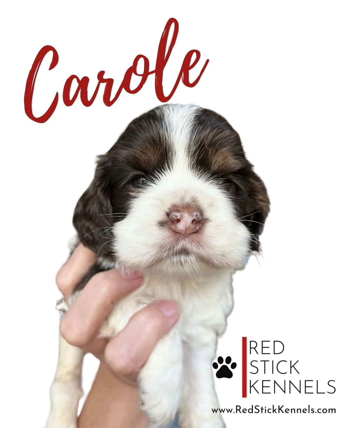 Miniature Poodle Puppies breeder image 8