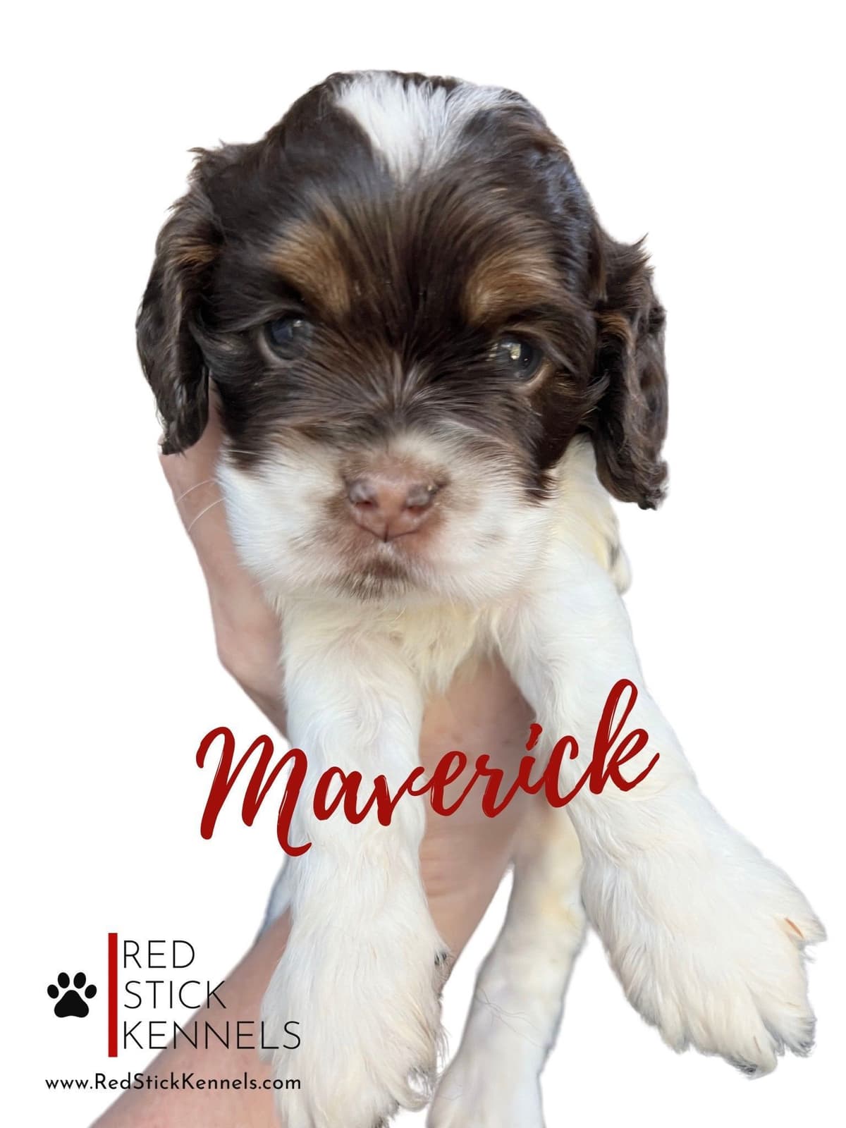 Miniature Poodle Puppies breeder image 4