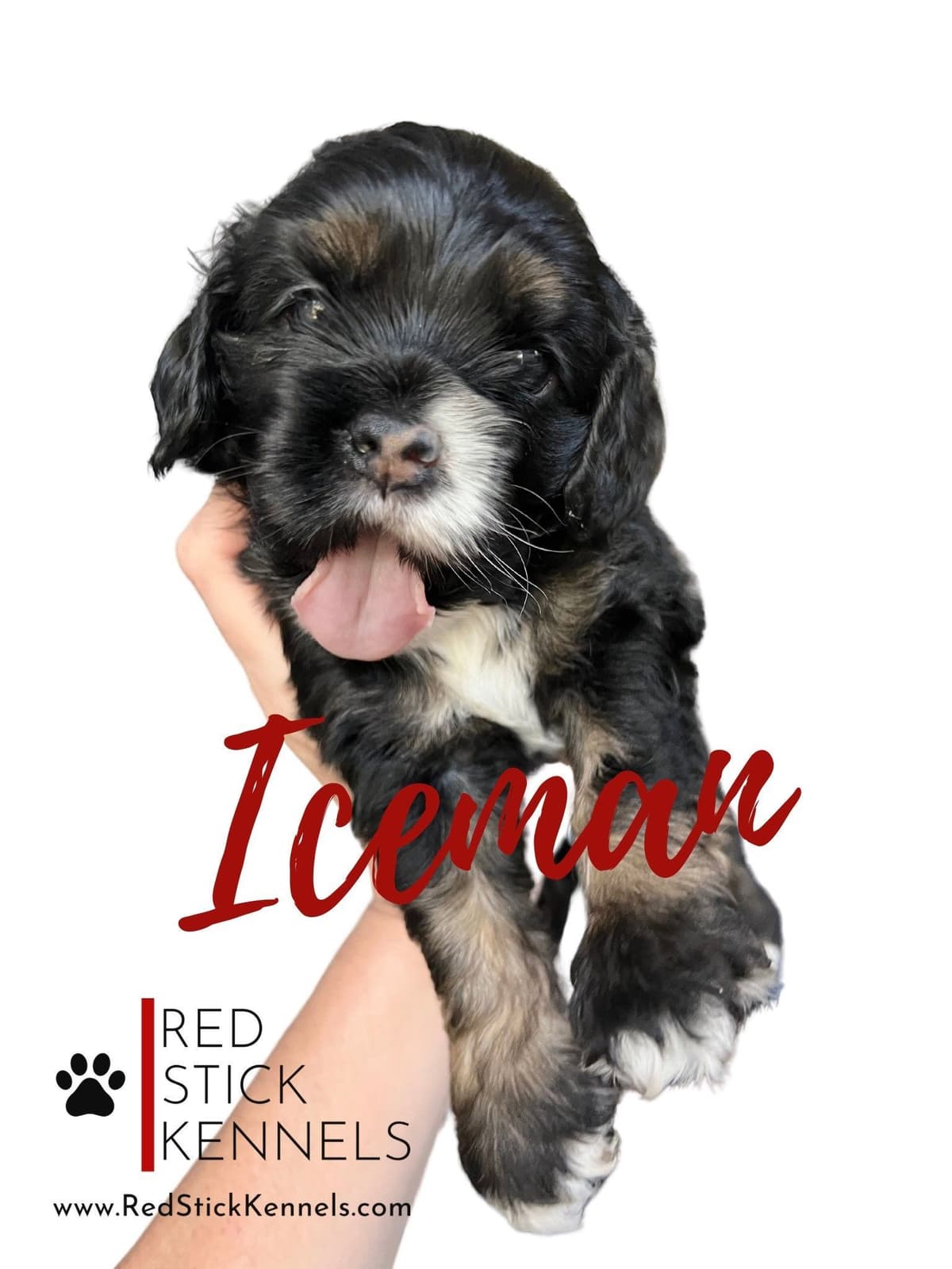 Miniature Poodle Puppies breeder image 3
