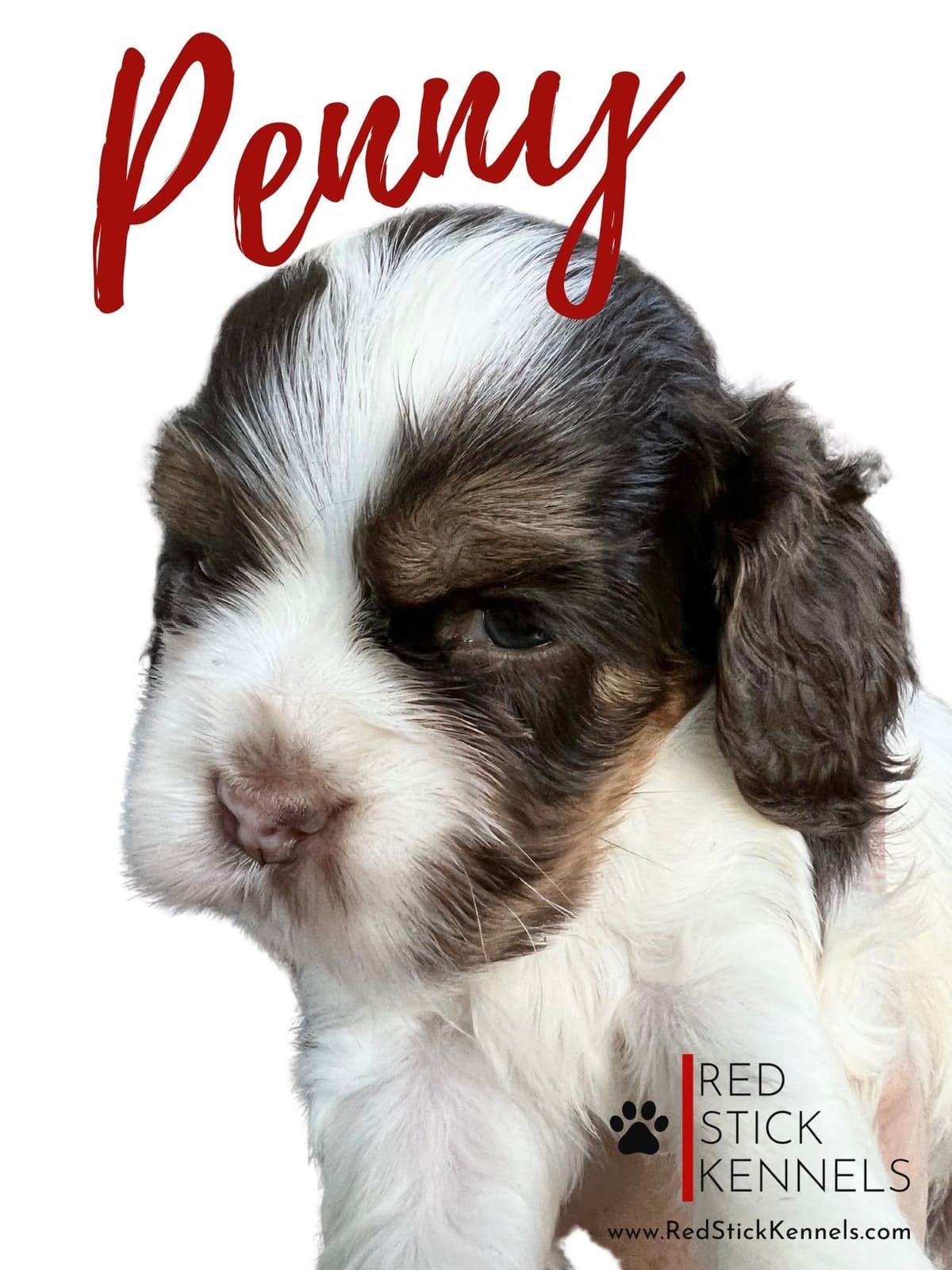 Miniature Poodle Puppies breeder image 5