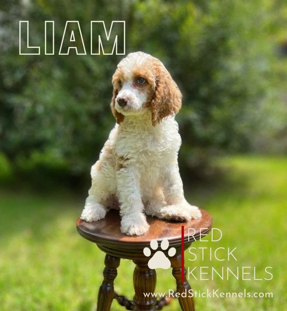 Miniature Poodle Puppies breeder image 10
