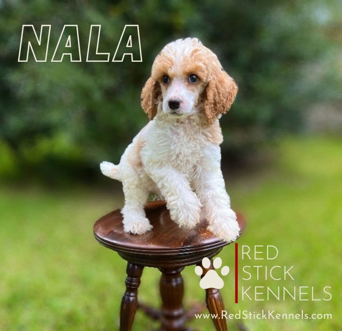 Miniature Poodle Puppies breeder image 9