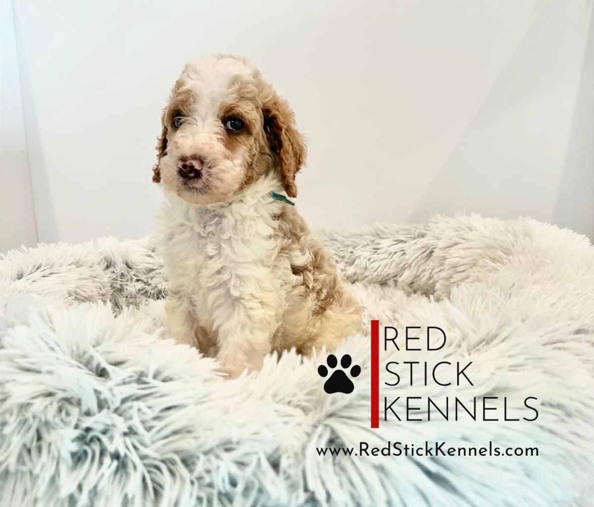 Miniature Poodle Puppies breeder image 11