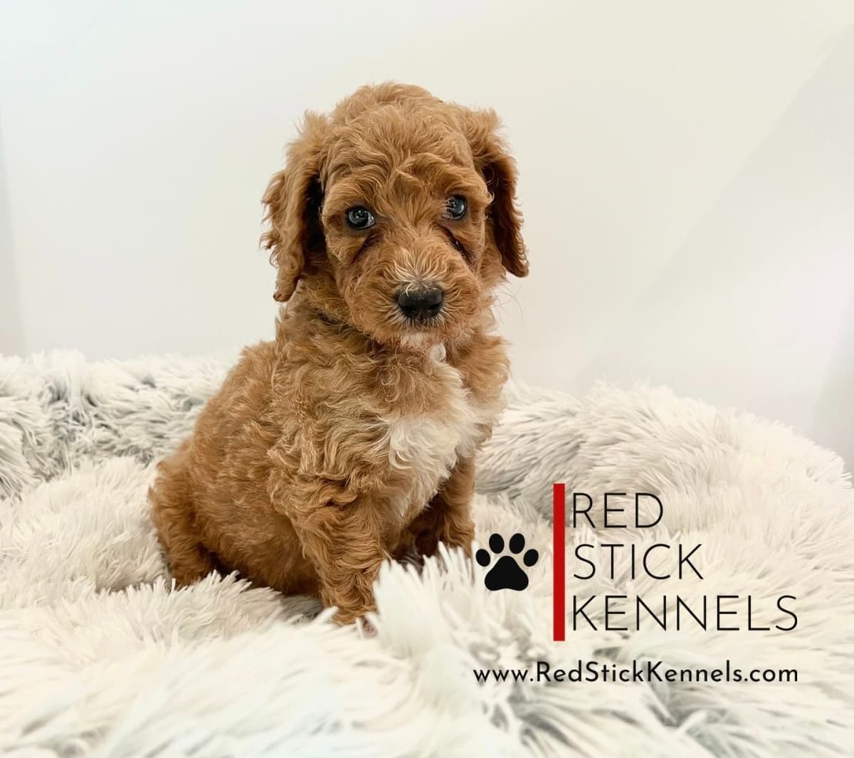 Miniature Poodle Puppies breeder image 13