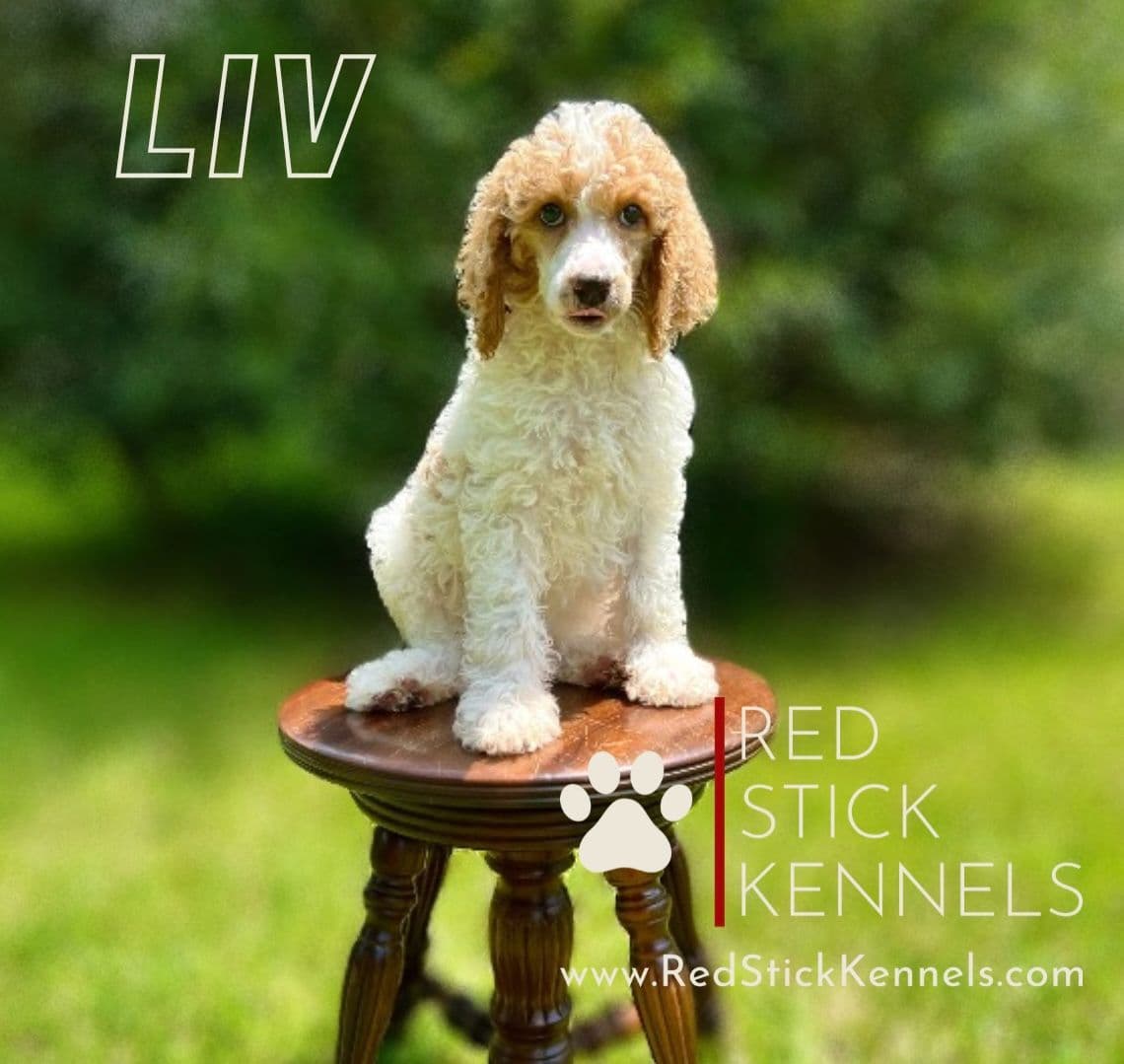 Miniature Poodle Puppies breeder image 12