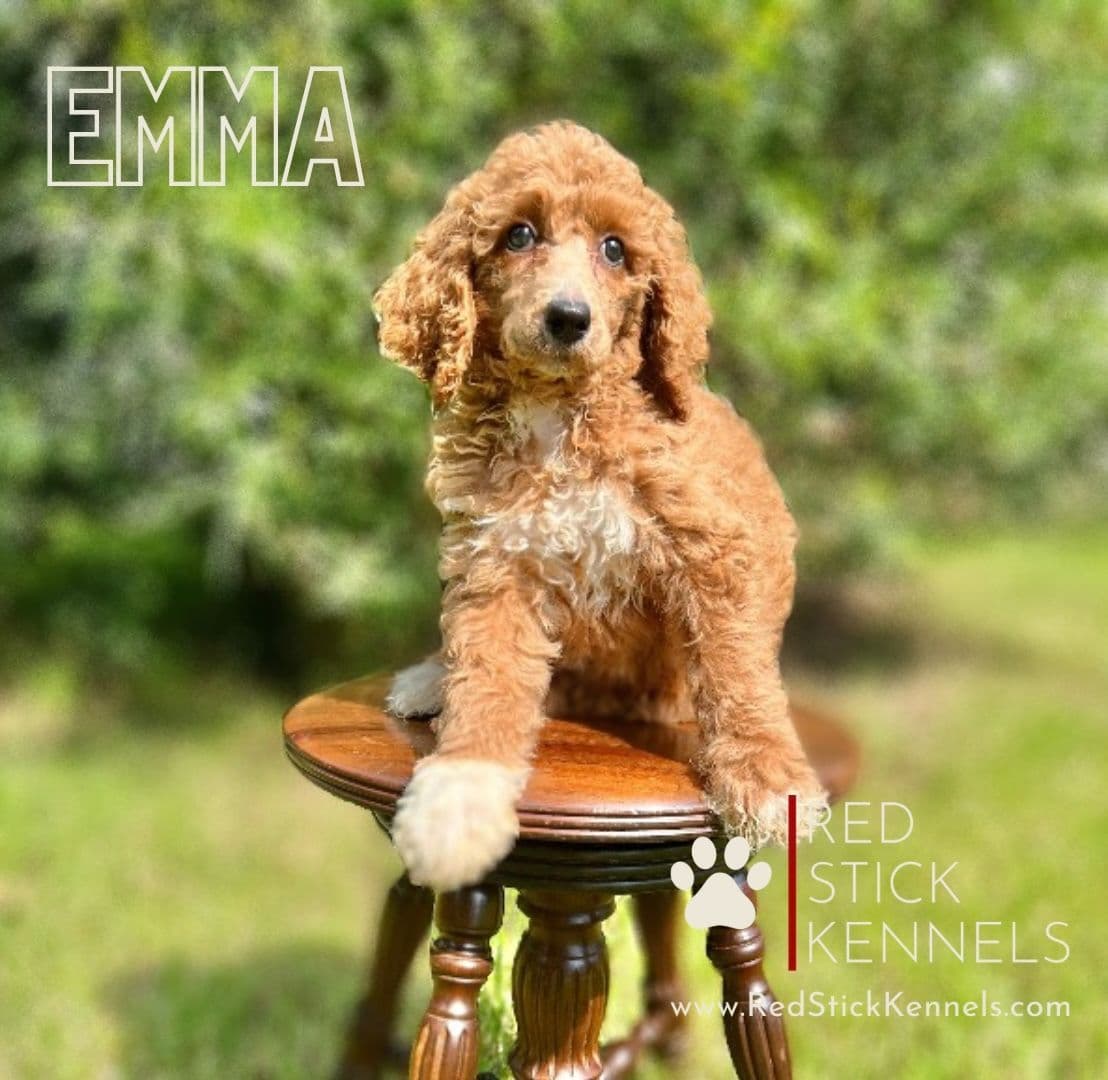 Miniature Poodle Puppies breeder image 14