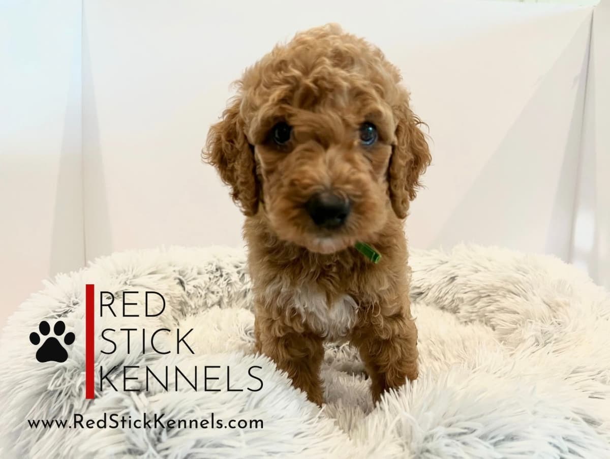 Miniature Poodle Puppies breeder image 15