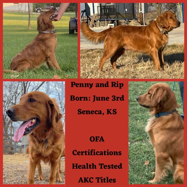 Golden Retriever Puppies media 5