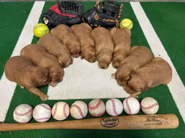 Golden Retriever Puppies media 4