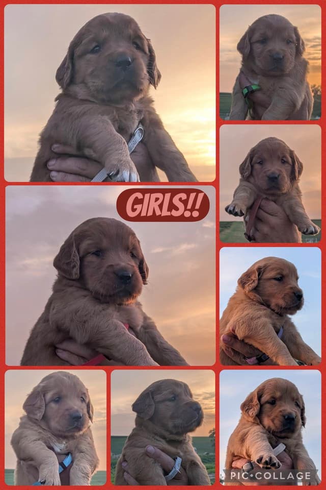 Golden Retriever Puppies media 3