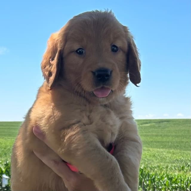 Golden Retriever Puppies media 6