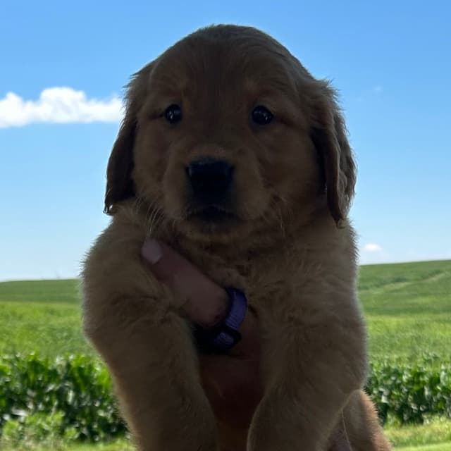 Golden Retriever Puppies media 7
