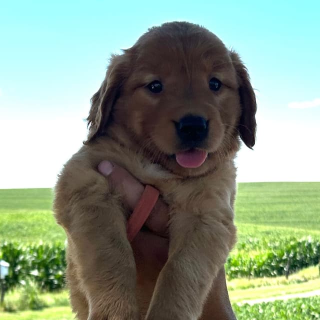 Golden Retriever Puppies media 2