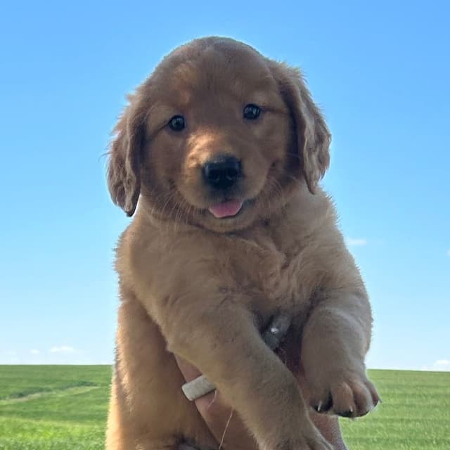 Golden Retriever Puppies media 8