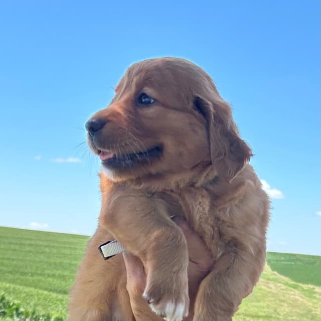 Golden Retriever Puppies media 9