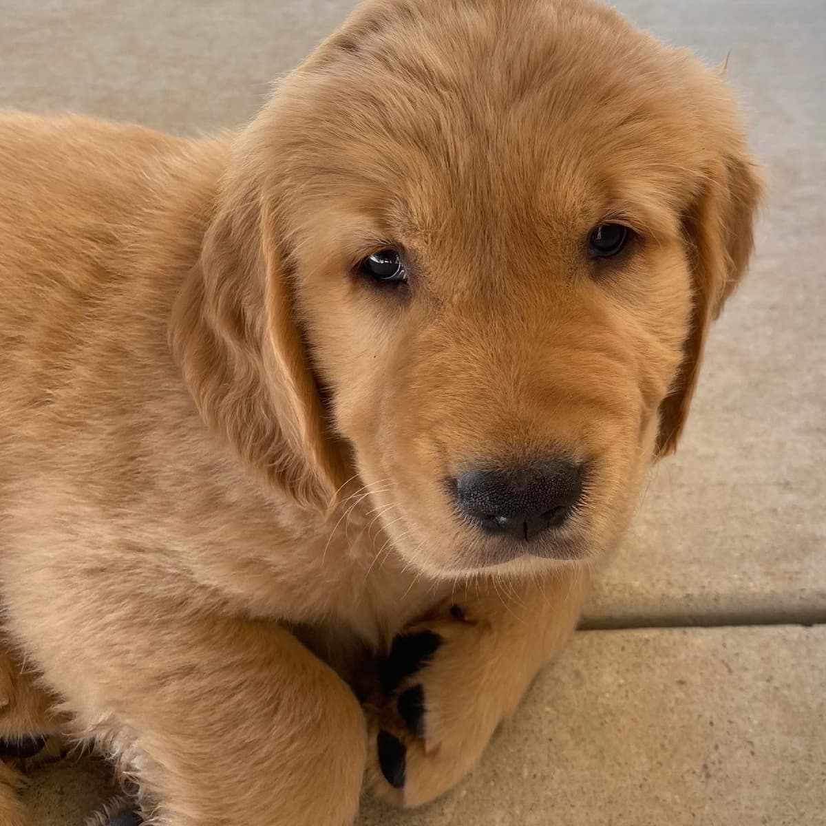 Golden Retriever Puppies breeder image 1