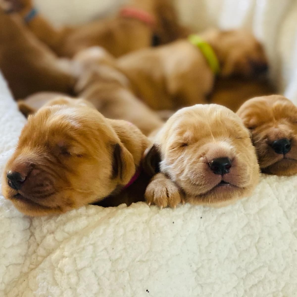 Golden Retriever Puppies breeder image 2